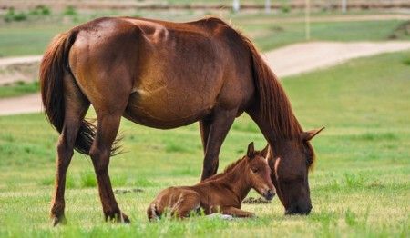animal health insurance for horses
